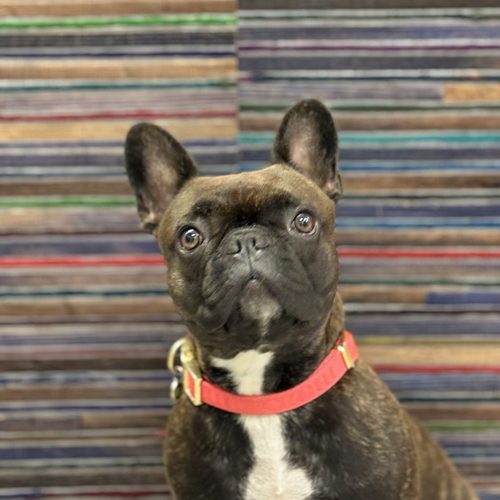 Bailey, unser Bürohund